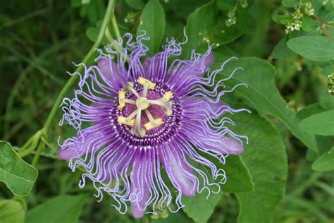 But as landscape professionals who have been in the land crafting game for over two decades, we're here to tell you that there's far more to florida landscape than you think. passaflora | Passion flower, Plants, Flowers