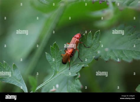 Mating Pair Of Common Red Soldier Beetles Rhagonycha Fulva Stock