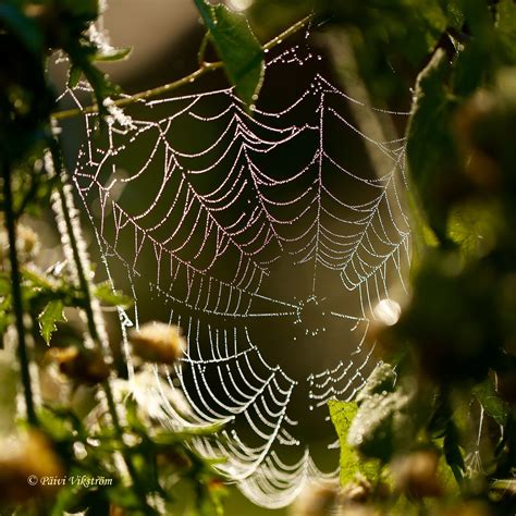 Cobweb With Morning Dew Morning Dew Cobweb Morning