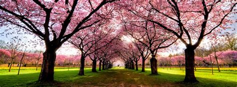 Facebook Cover Photos Nature Spring All Are Here