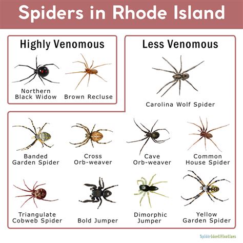 Identify Common House Spiders