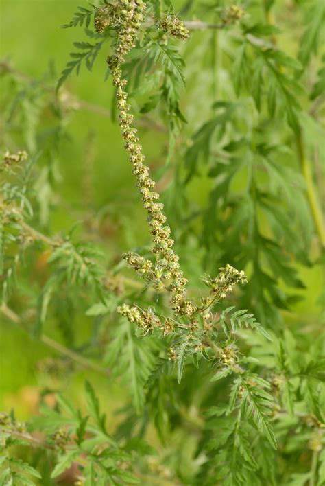 Ambrosia - wie man die gefährliche Pflanze aus dem Garten entfernt