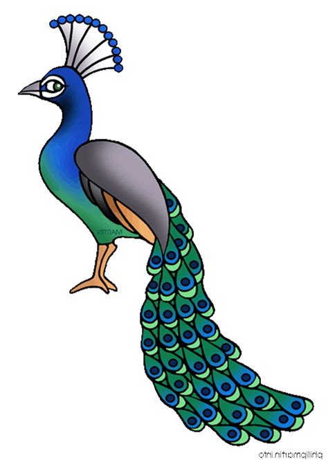 Drawing Of Large Peacock Clip Art Library