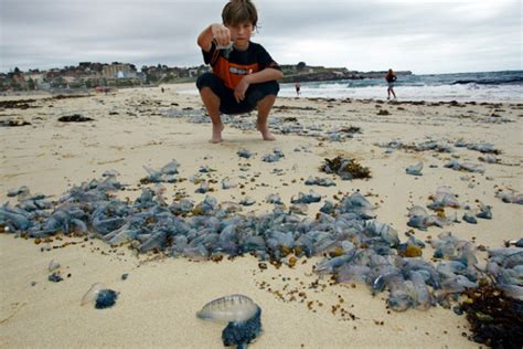 Thousands Stung In Australian Jellyfish Invasion Several Beaches