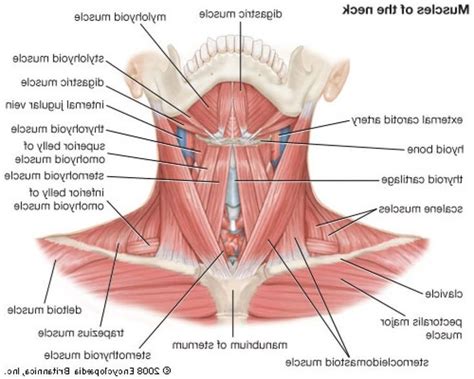 Common causes of neck pain. Anatomy Of The Neck And Jaw Anatomy Of The Jaw And Neck ...