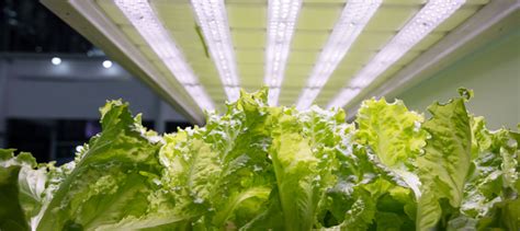 Check spelling or type a new query. How to Choose a Grow Light for Your Indoor Gardening ...