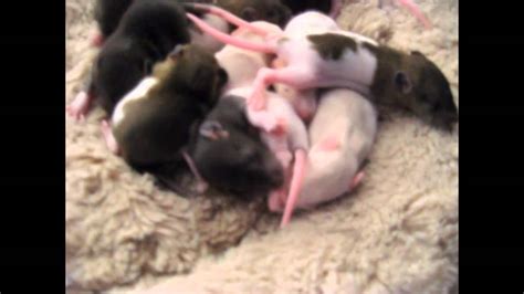 Baby Rats Development In Weeks Youtube