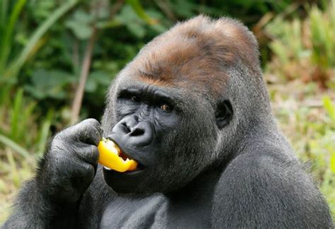 Paignton Zoo Gorillas Cause Thousands Of Pounds Of Damage Nature