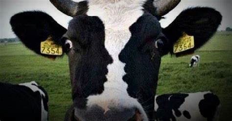 Does This Cow Have An Optical Illusion On Its Face