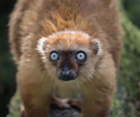 12 Unique Facts About Lemurs — Ringtail Wear