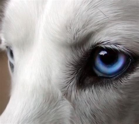 List Pictures What Color Are Wolves Eyes At Night Excellent