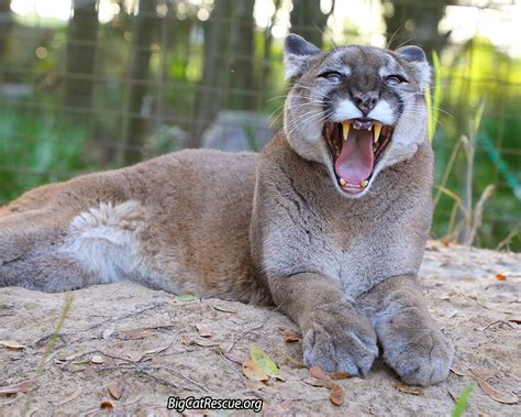 Big Cat Rescue Reise Cougar Says Check Out Todays Big Cat