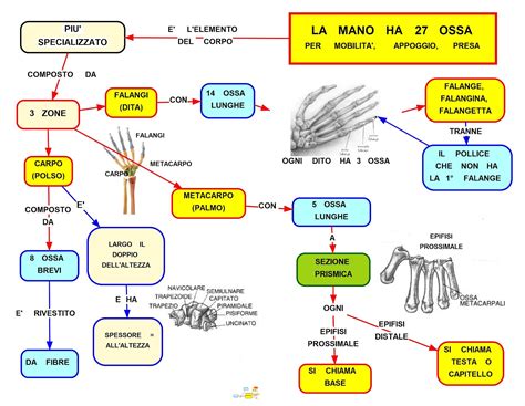 Il file è in formato svg (scalable vector graphics), ovvero file vettoriale che dà la possibilità di essere nella mappa concettuale viene data una panoramica generale della cefalea, le tipologie, la distinzione in primaria e secondaria, le possibili cause e i. Mappa Concettuale: Lo scheletro della mano - Studentville