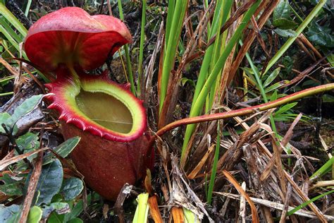 Live plants section, many live plants included, normal or rare species, fruits type, indoor potted plants, outdoor landscape use plants, hanging plants, creeper plants and many more. Nepenthes rajah, Tropical Pitcher Plant in habitat, Mount ...