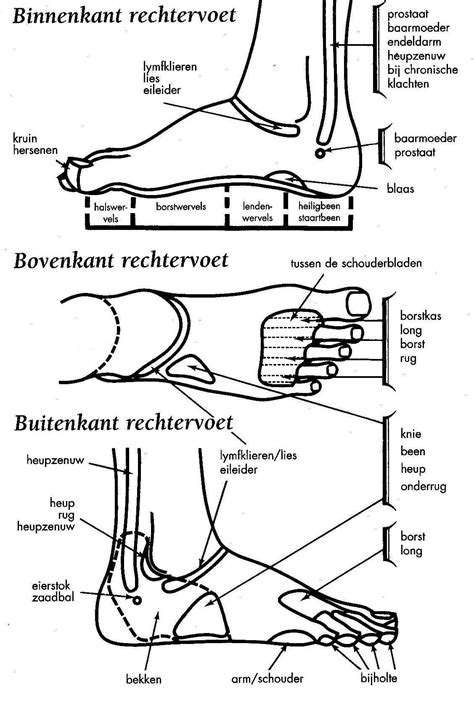 Bekijk meer ideeën over reflexologie, voetreflexologie, acupressuur. Voetreflexzone - Voetenkaart - Boven - Voetreflexologie ...