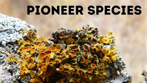 Which Lichen Is The Pioneer Stage In Xerarch Plant Succession Best 16