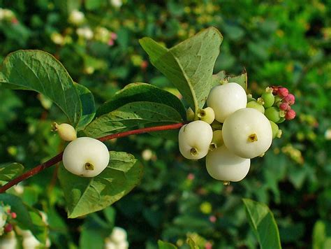 25 Common Snowberry White Berries Pink Flowers Etsy