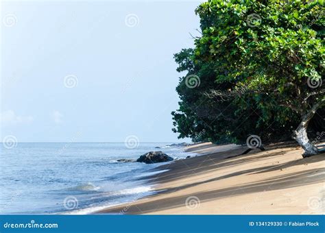 Deserted Sandy Beach With Green Trees At Coast Of Cameroon Near Kribi