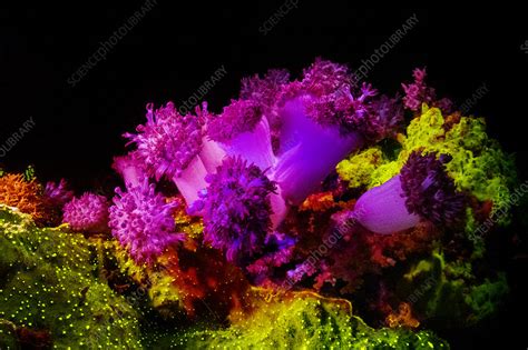 Soft And Hard Corals Showing Fluorescent Pigments Stock Image C050