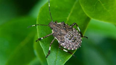 How To Control Stink Bugs Other Fall Pests In Nc Homes The State