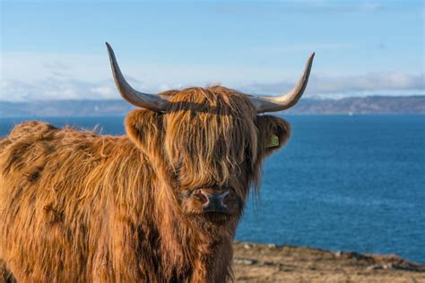 How Much Does A Highland Cow Cost All About Cow Photos
