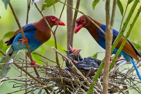 Sri Lanka A Birders Paradise Srilankanvoyages