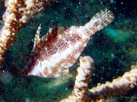 Slender Filefish Monacanthus Tuckeri Key Largo Florida Photo 2