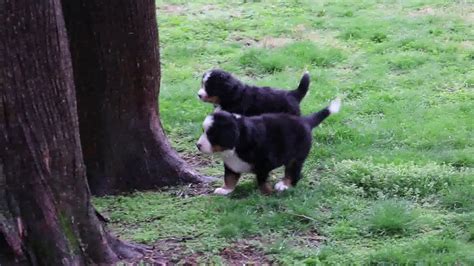 The berner is known for their strength and their sweet, friendly temperament. Bernese Mountain Dog Puppies For Sale - YouTube