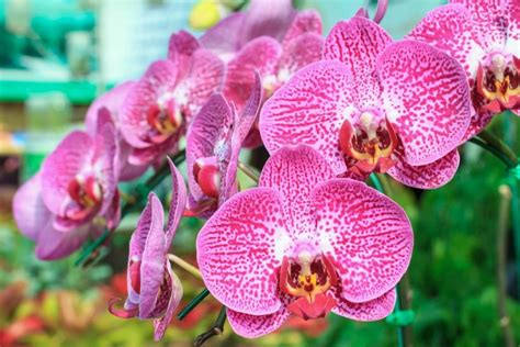Beginners Guide To Orchid Care Bgi Premium Plant Foods