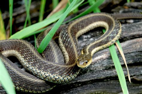 There are 3,600 species of snake. Should You Remove a Garter Snake? - Bug House Pest Control