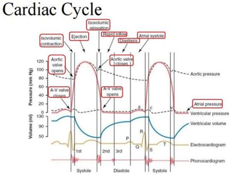 The Cardiac Cycle Mechanisms Of Heart Sounds Murmurs Flashcards