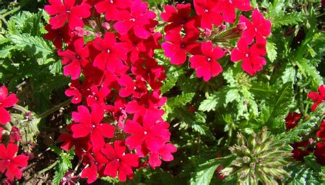 How To Care For Verbena Flowers Garden Guides