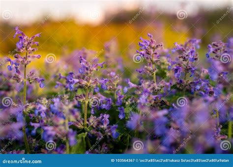 Purple Meadow Flowers During Sunset Stock Image Image Of Countryside