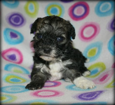 Male cavapoo puppy ready to go right after christmas! Past Havapoo Puppies