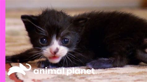 Tiny Tuxedo Cat Oreo Looks For A New Mother Too Cute