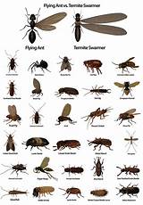Images of Types Of Home Pests