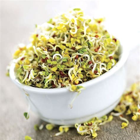 Original oil painting 18 x 24 inch on linen. Alfalfa Sprouting Seeds | Alfalfa sprouts, Healthy recipes ...