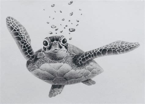 Drawn Sea Turtle Pencil 20 1024 X 736 Turtle