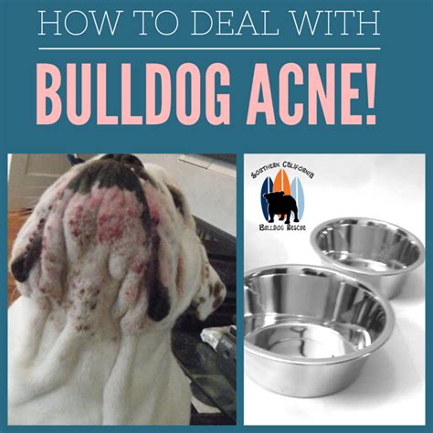 What Causes Bulldog Acne