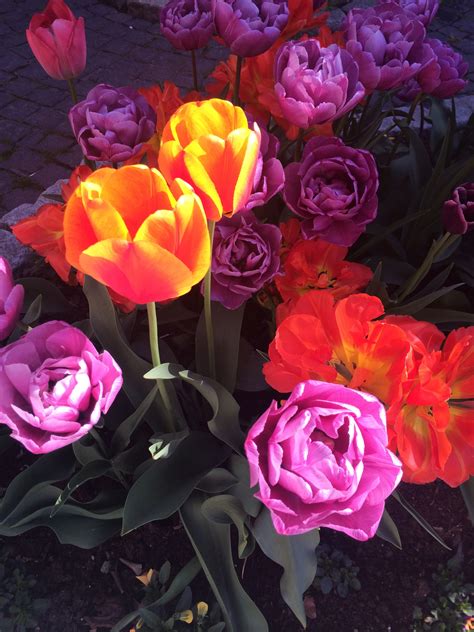 Free Images Sunlight Petal Colorful Pink Flora Tulips Floristry