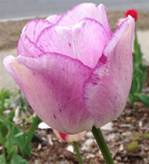 Shirley Is A Color Changing Tulip For Spring Wow Horticulturehorticulture