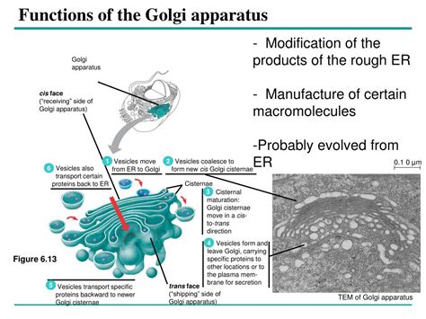 Golgi Apparatus Function