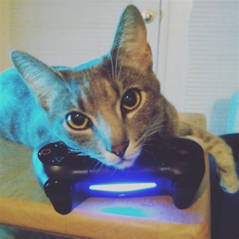 My Cat Loves Laying On Controllers Rgaming