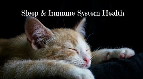 Sleep And Immune System Health Are You Sleeping Enough
