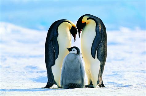 Emperor Penguin Facts Aptenodytes Forsteri