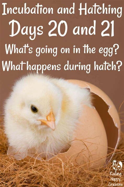 Guineas 28 days and geese 30 days. Chick hatching days 20 and 21: from pip to chick.