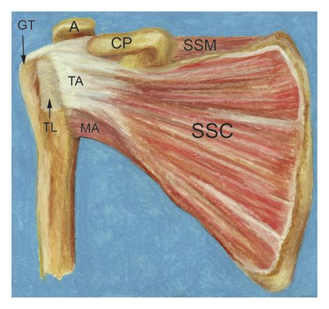 Anatomy Of The Subscapularis Muscle The Subscapularis Muscle Ssc