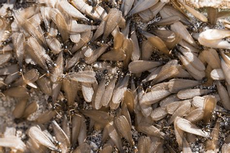Swarming Termites Vs Flying Ants Northwest Exterminating