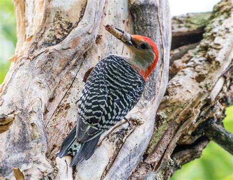 Red Bellied Woodpecker Nest Update Focusing On Wildlife