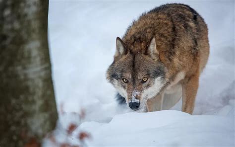 Are Wolves A Threat To Human Safety 2024